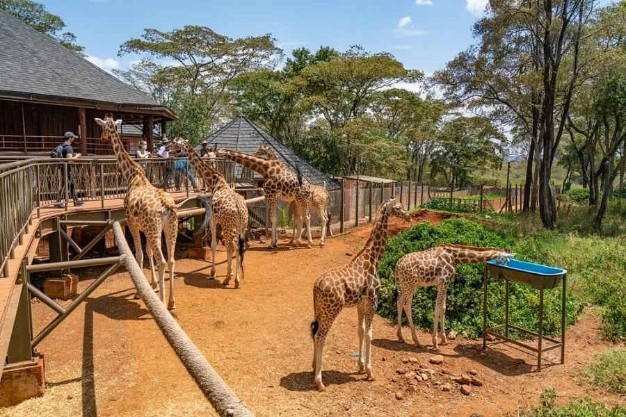 The Nairobi to Mombasa Experience